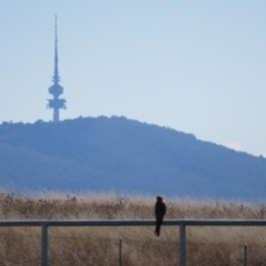Falco cenchroides at Jerrabomberra, NSW - 8 Apr 2021