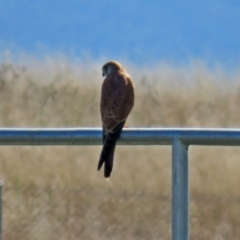 Falco cenchroides at Jerrabomberra, NSW - 8 Apr 2021 12:37 PM