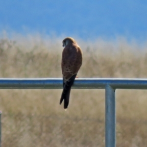 Falco cenchroides at Jerrabomberra, NSW - 8 Apr 2021