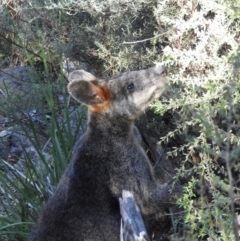 Wallabia bicolor (Swamp Wallaby) at Kambah, ACT - 3 Apr 2021 by MatthewFrawley