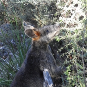 Wallabia bicolor at Kambah, ACT - 3 Apr 2021