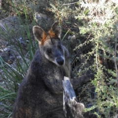 Wallabia bicolor at Kambah, ACT - 3 Apr 2021