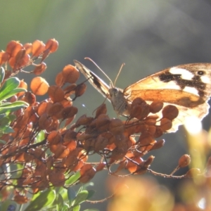 Heteronympha merope at Kambah, ACT - 3 Apr 2021