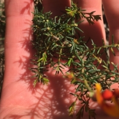 Dillwynia phylicoides (A Parrot-pea) at Black Mountain - 7 Apr 2021 by Ned_Johnston