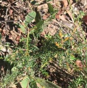 Dillwynia phylicoides at Acton, ACT - 8 Apr 2021