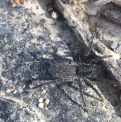 Badumna sp. (genus) (TBC) at Point 5805 - 8 Apr 2021 by Ned_Johnston