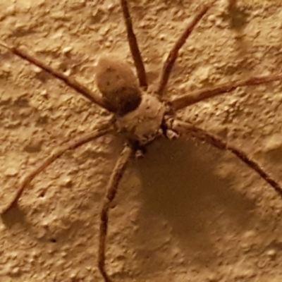 Isopeda canberrana (Canberra Huntsman Spider) at Holt, ACT - 8 Apr 2021 by trevorpreston