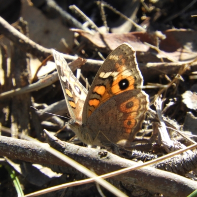 Junonia villida (Meadow Argus) at Kambah, ACT - 2 Apr 2021 by MatthewFrawley