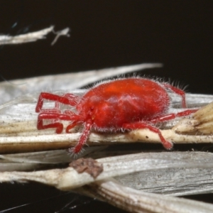 Trombidiidae (family) at Downer, ACT - 6 Apr 2021 11:44 AM