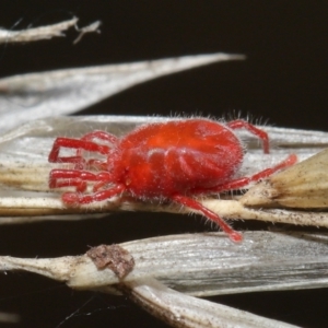 Trombidiidae (family) at Downer, ACT - 6 Apr 2021 11:44 AM