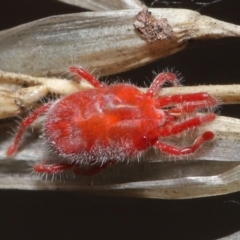 Trombidiidae (family) at Downer, ACT - 6 Apr 2021 11:44 AM