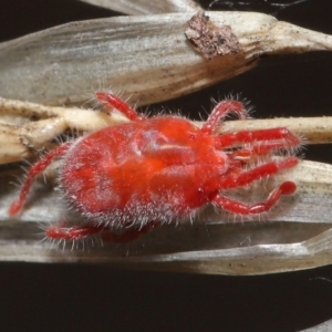 Trombidiidae (family) at Downer, ACT - 6 Apr 2021 11:44 AM