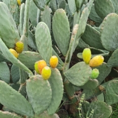 Opuntia ficus-indica (Indian Fig, Spineless Cactus) at O'Malley, ACT - 7 Apr 2021 by Mike