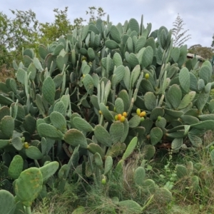 Opuntia ficus-indica at O'Malley, ACT - 7 Apr 2021 10:24 AM