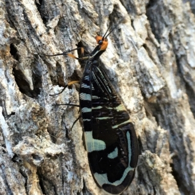 Porismus strigatus (Pied Lacewing) at Forde, ACT - 2 Apr 2021 by JonLewis