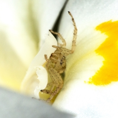 Thomisidae (family) (Unidentified Crab spider or Flower spider) at Acton, ACT - 16 Dec 2020 by WHall