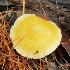 Pluteus 'yellow' at Cook, ACT - 8 Feb 2021 10:18 AM