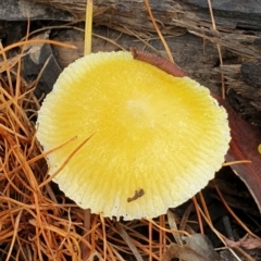 Pluteus 'yellow' at Cook, ACT - 7 Feb 2021 by drakes