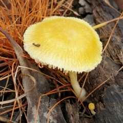 Pluteus 'yellow' at Cook, ACT - 8 Feb 2021 10:18 AM