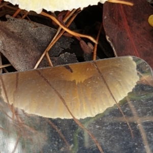 Pluteus 'yellow' at Cook, ACT - 8 Feb 2021 10:18 AM