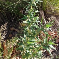 Xanthium spinosum at Queanbeyan, NSW - 6 Apr 2021