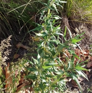 Xanthium spinosum at Queanbeyan, NSW - 6 Apr 2021 04:26 PM