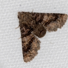 Pataeta carbo (Dark Euteliid) at Melba, ACT - 2 Feb 2021 by Bron