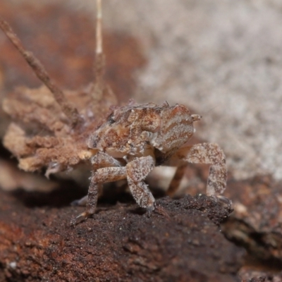 Fulgoroidea (superfamily) (Unidentified fulgoroid planthopper) at Acton, ACT - 6 Apr 2021 by TimL