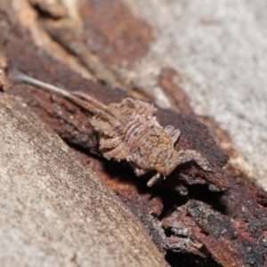 Fulgoroidea sp. (superfamily) at Acton, ACT - 6 Apr 2021 12:30 PM