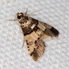 Nacoleia mesochlora (Pied Crambid) at Melba, ACT - 2 Feb 2021 by Bron