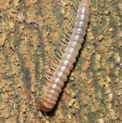 Diplopoda sp. (class) (Unidentified millipede) at Acton, ACT - 6 Apr 2021 by TimL