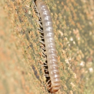 Paradoxosomatidae sp. (family) at Acton, ACT - 6 Apr 2021