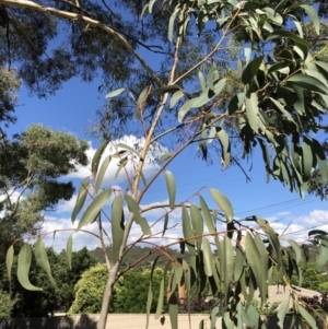 Eucalyptus pauciflora at Hughes Garran Woodland - 14 Jun 2020