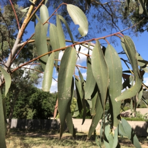 Eucalyptus pauciflora at Hughes Garran Woodland - 14 Jun 2020