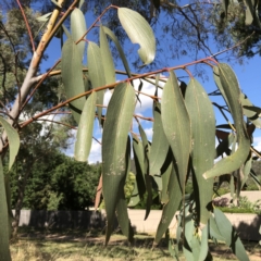 Eucalyptus pauciflora at Garran, ACT - 14 Jun 2020