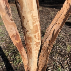 Eucalyptus pauciflora at Hughes Garran Woodland - 14 Jun 2020