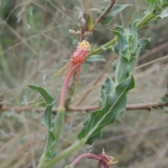 Oenothera indecora subsp. bonariensis (Small-flower Evening Primrose) at Point Hut to Tharwa - 22 Feb 2021 by michaelb