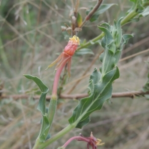 Oenothera indecora subsp. bonariensis at Tuggeranong DC, ACT - 22 Feb 2021
