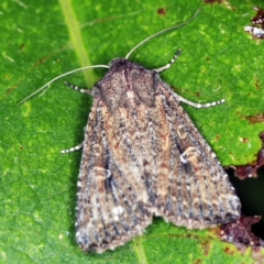 Dasygaster (genus) (A Noctuid moth) at O'Connor, ACT - 7 Apr 2021 by ibaird
