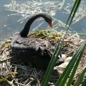 Cygnus atratus at Gungahlin, ACT - 9 Apr 2021 01:12 PM