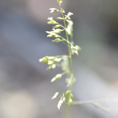 Poa pratensis (Kentucky Bluegrass) at Wamboin, NSW - 21 Nov 2020 by natureguy