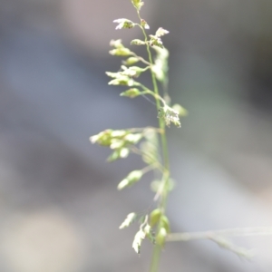 Poa pratensis at Wamboin, NSW - 21 Nov 2020