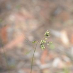 Poa pratensis at Wamboin, NSW - 21 Nov 2020 06:05 PM