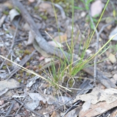 Poa pratensis at Wamboin, NSW - 21 Nov 2020 06:05 PM