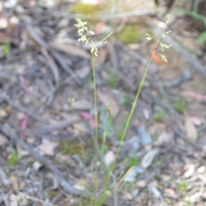 Poa pratensis at Wamboin, NSW - 21 Nov 2020 06:05 PM