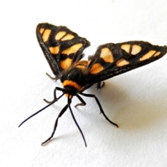 Amata (genus) (Handmaiden Moth) at Crooked Corner, NSW - 9 Apr 2021 by Milly