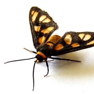 Amata (genus) at Crooked Corner, NSW - 9 Apr 2021 01:29 PM