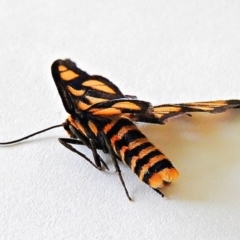 Amata (genus) at Crooked Corner, NSW - 9 Apr 2021 01:29 PM