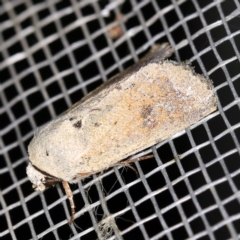 Proteuxoa leptochroa (Broad-bodied Noctuid) at O'Connor, ACT - 5 Apr 2021 by ibaird