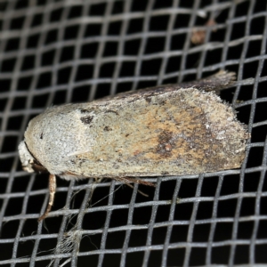 Proteuxoa leptochroa at O'Connor, ACT - 5 Apr 2021